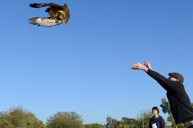 A rehabilitated raptor at the moment of release.