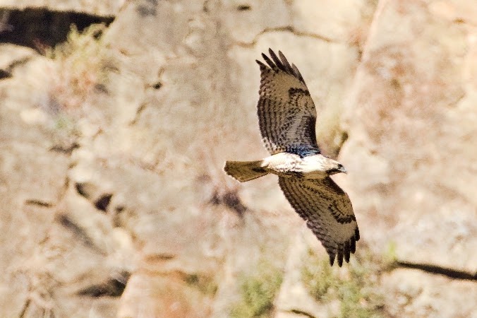 A wild raptor in flight against the sky.