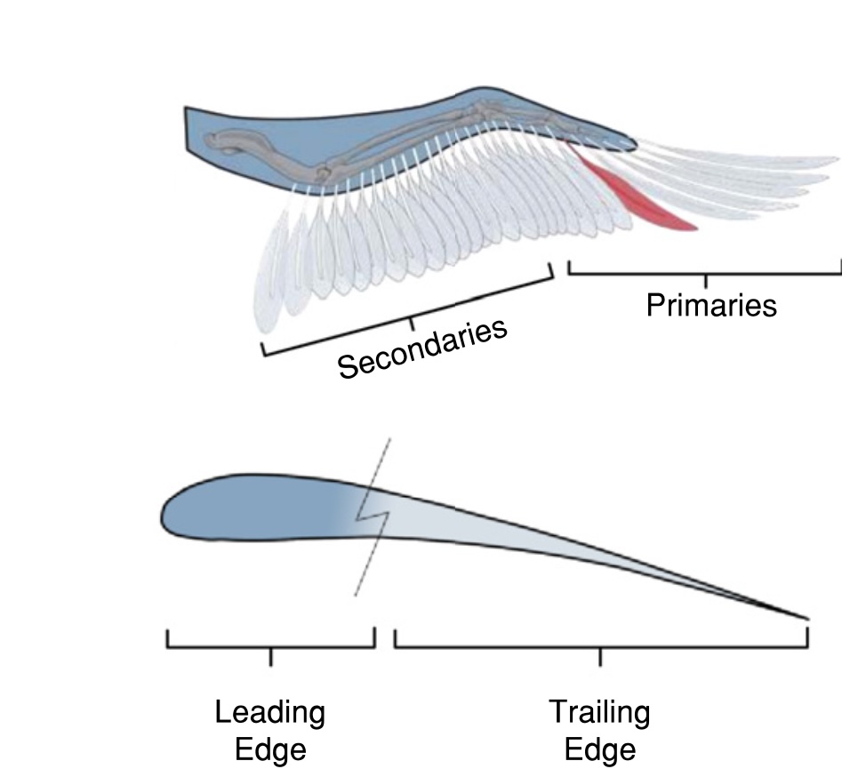 Figure from “Load alleviation of feather-inspired compliant airfoils for instantaneous flow control”