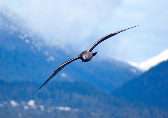 Figure from “Wing morphing allows gulls to modulate static pitch stability during gliding”