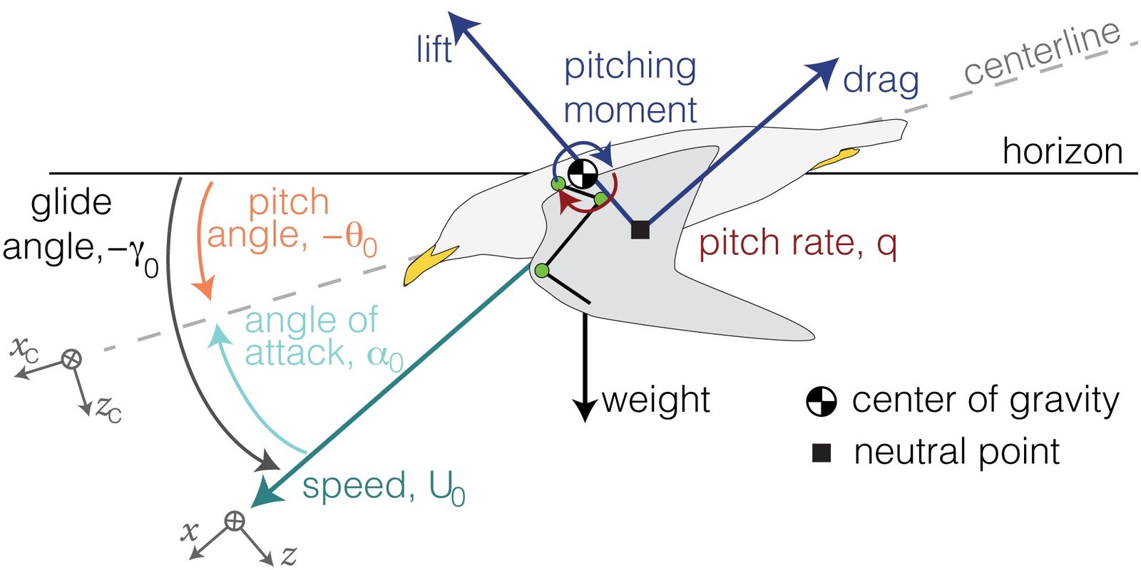 Figure from “Gull dynamic pitch stability is controlled by wing morphing”