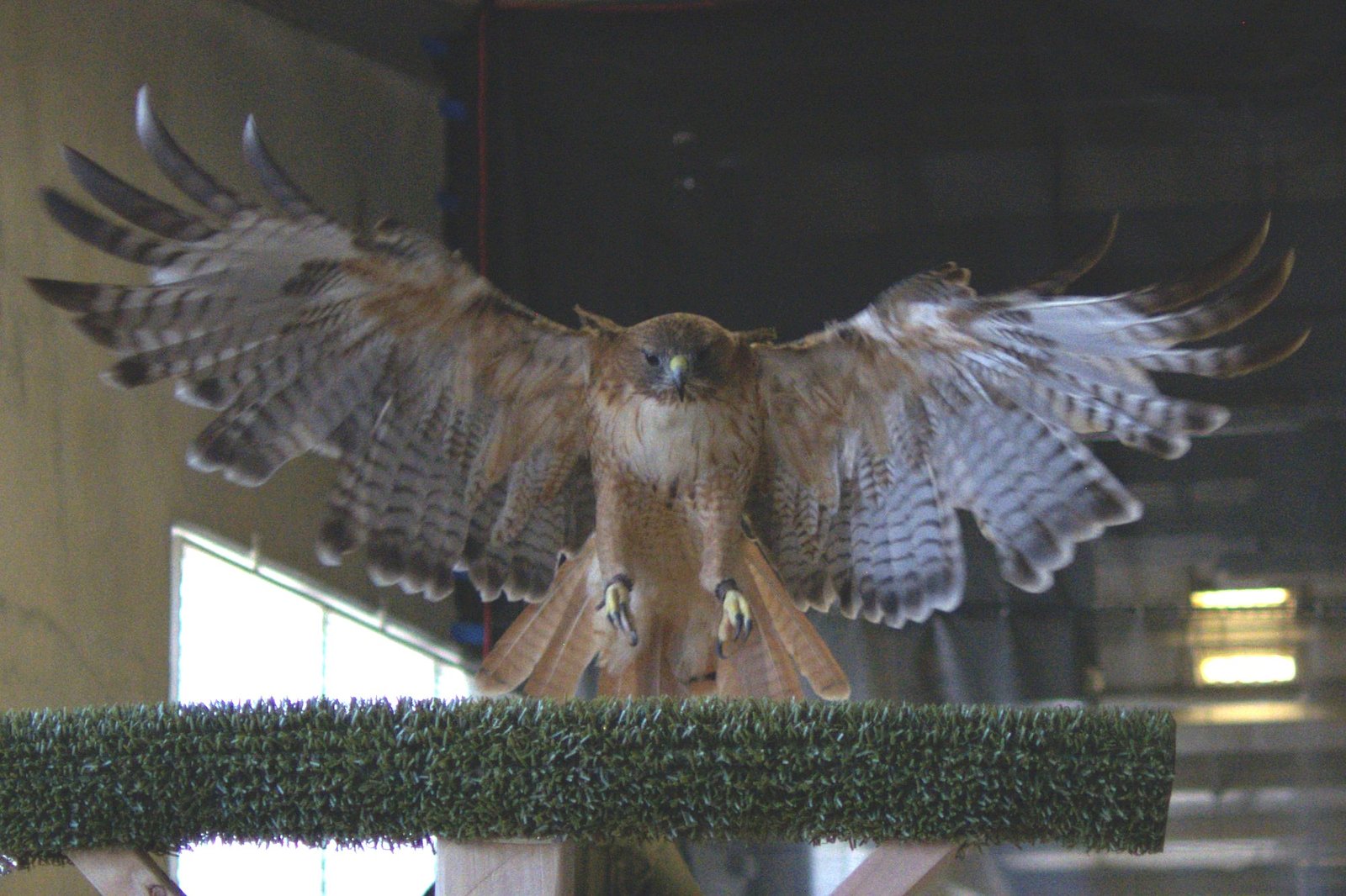 Figure from “Tuning for feather loss: wing–tail kinematic adjustments of a moulting red-tailed hawk during perching flight”