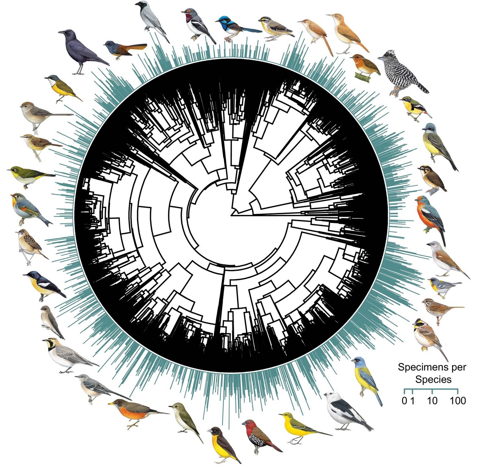 Figure from “Longer wing bones in warmer climates suggest a role of thermoregulation in bird wing evolution”