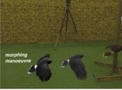 Figure from “Stability shifts in gliding flight: hawks morph from an unstable to stable state when navigating a gap”