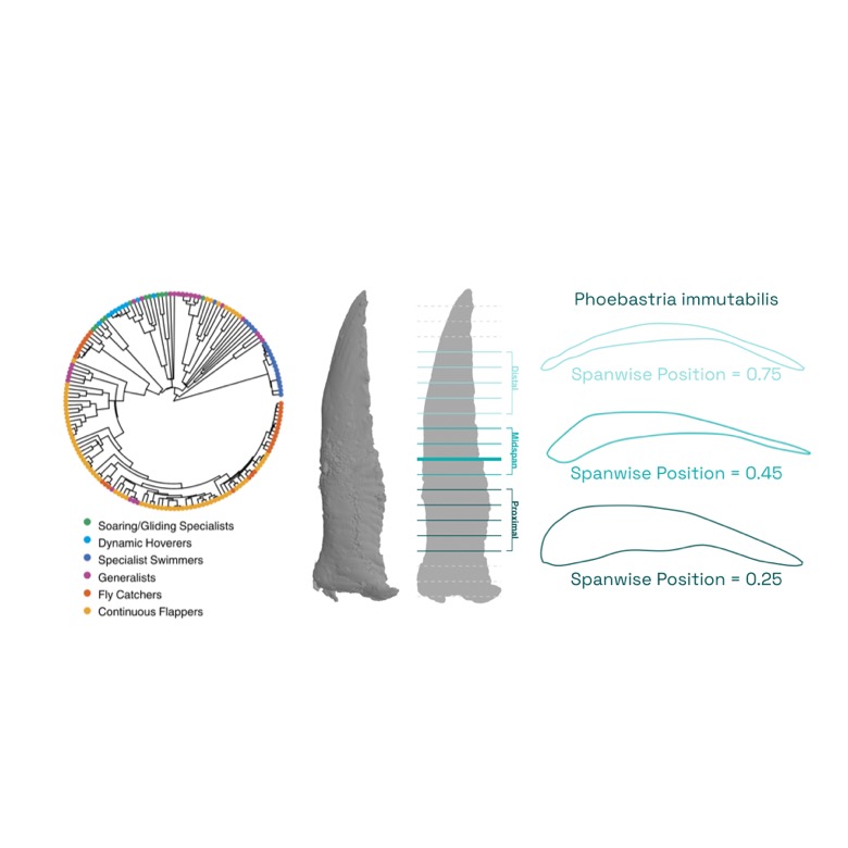 Figure from the project: Avian airfoil geometry