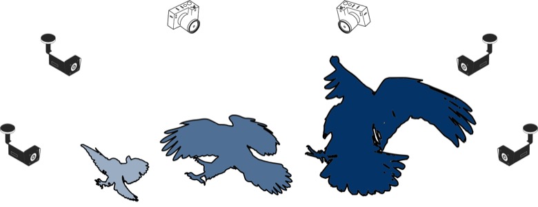 Figure from the project: Raptor perching behavior